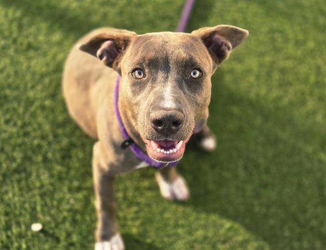 Enlarge CATERPILLAR, a Adoptable Pit Bull Terrier in Phoenix, AZ image 1/1