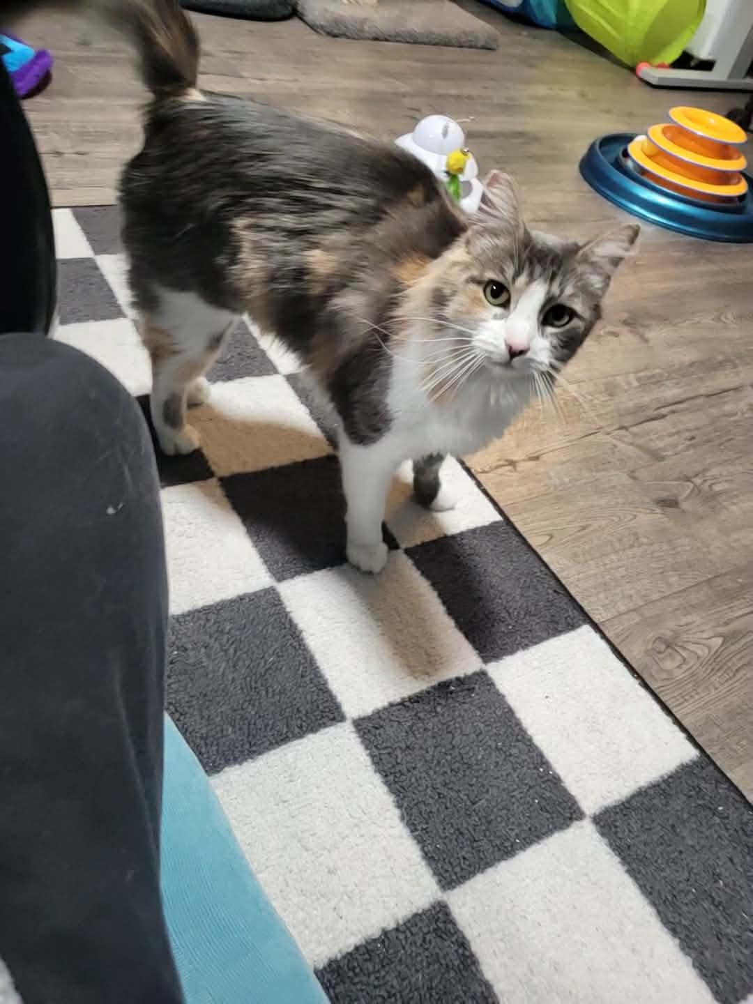 Enlarge Gal Friday, a Adoptable Domestic Medium Hair in St. Helens, OR image 1/1