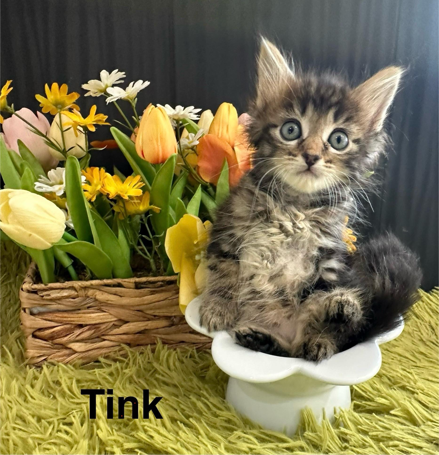 Tinkerbell (& Hook) photo 6