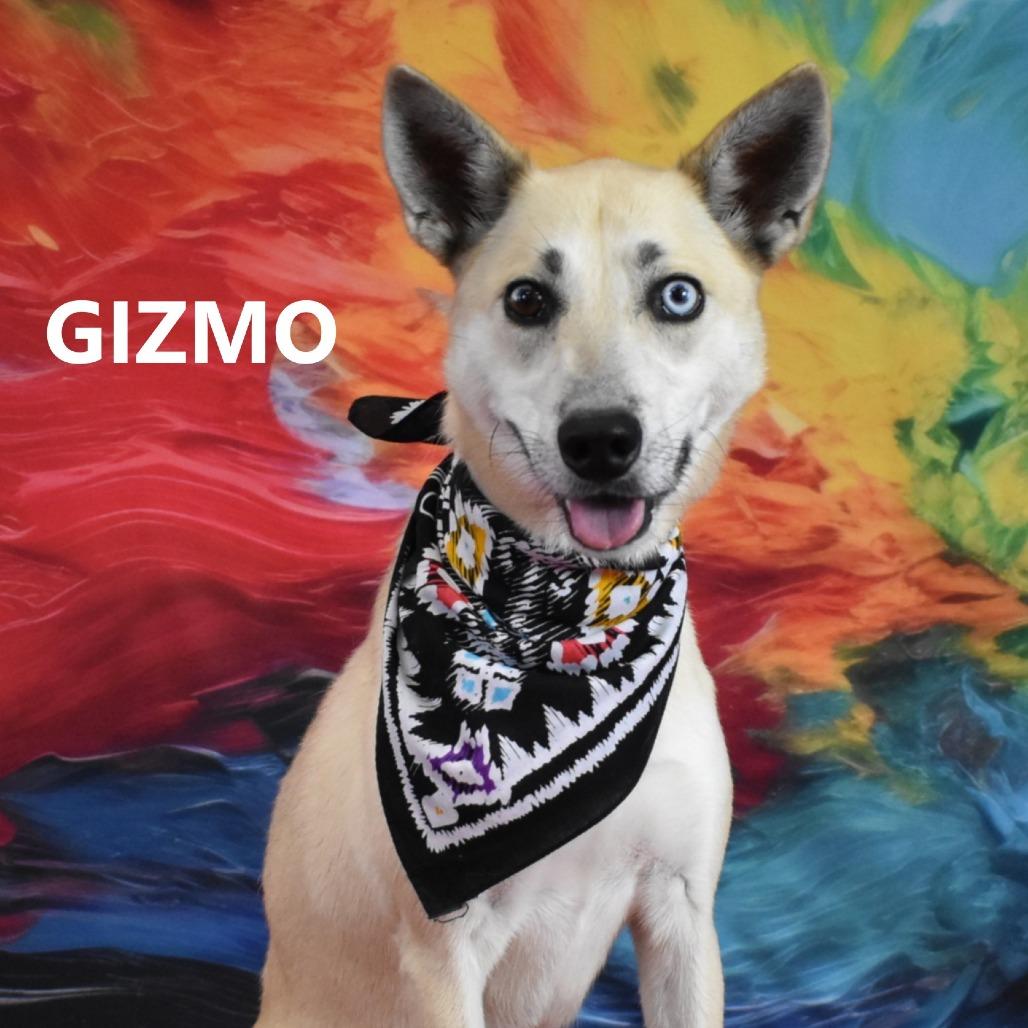 Gizmo, Adoptable, Adult Male Siberian Husky & Carolina Dog.