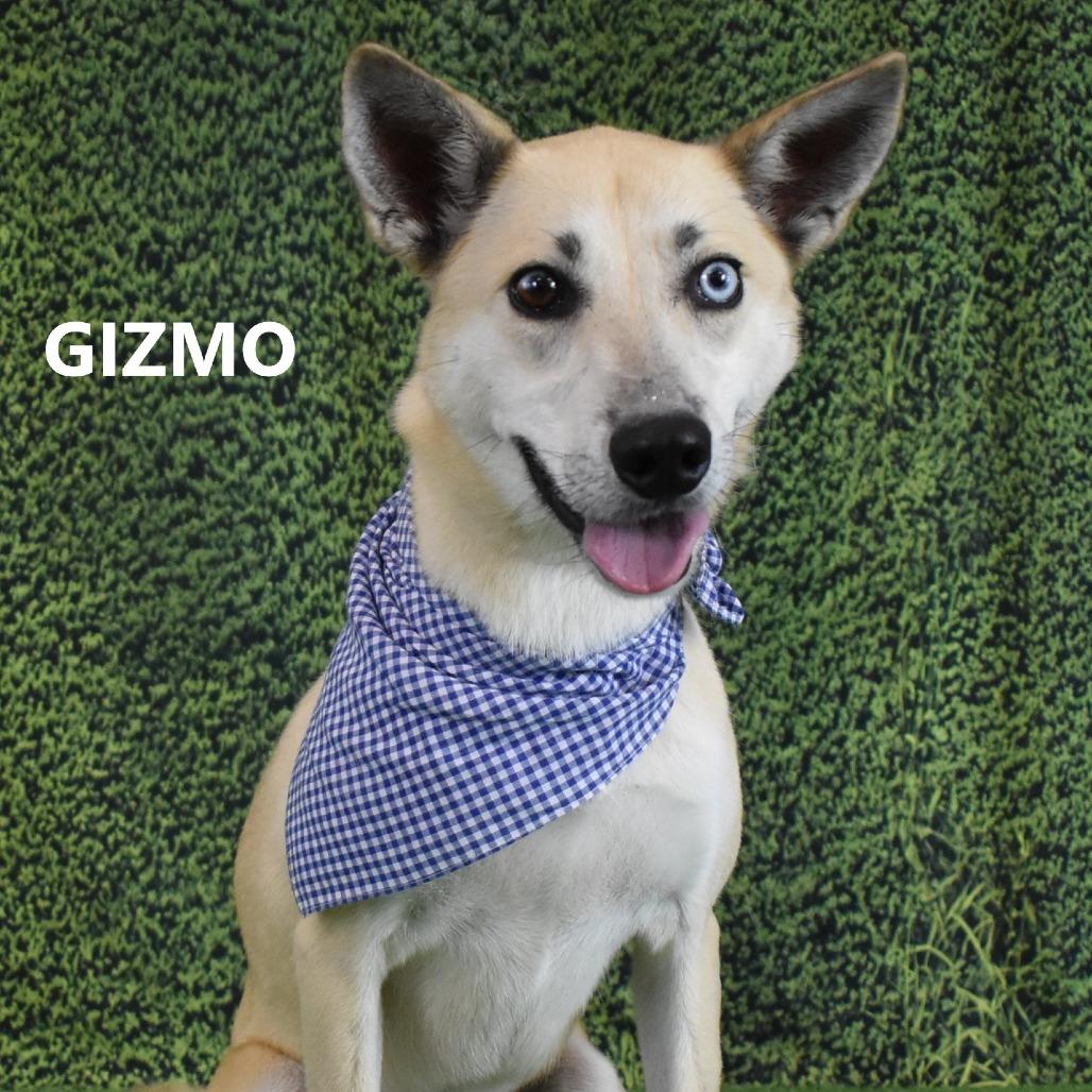 Gizmo, a Adoptable mixed breed in Yuma, AZ image 2/6