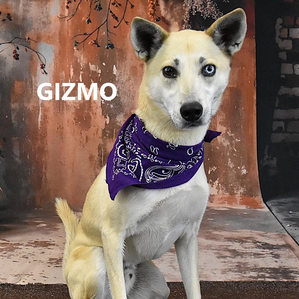Gizmo, Adoptable, Adult Male Husky & Mixed Breed.