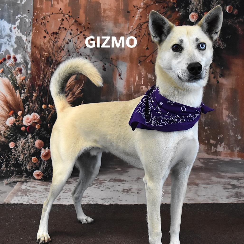 Enlarge Gizmo, a Adoptable mixed breed in Yuma, AZ image 2/3