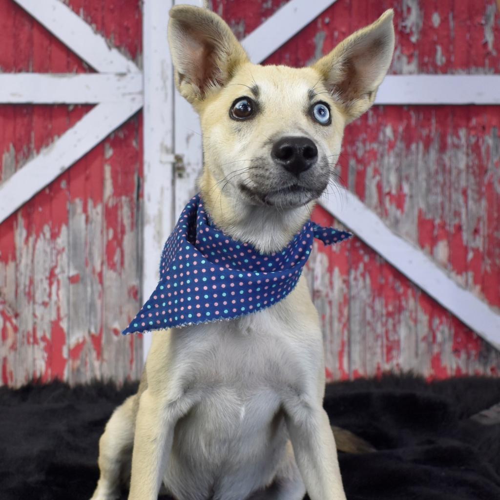 Enlarge Gizmo, a Adoptable mixed breed in Yuma, AZ image 3/3