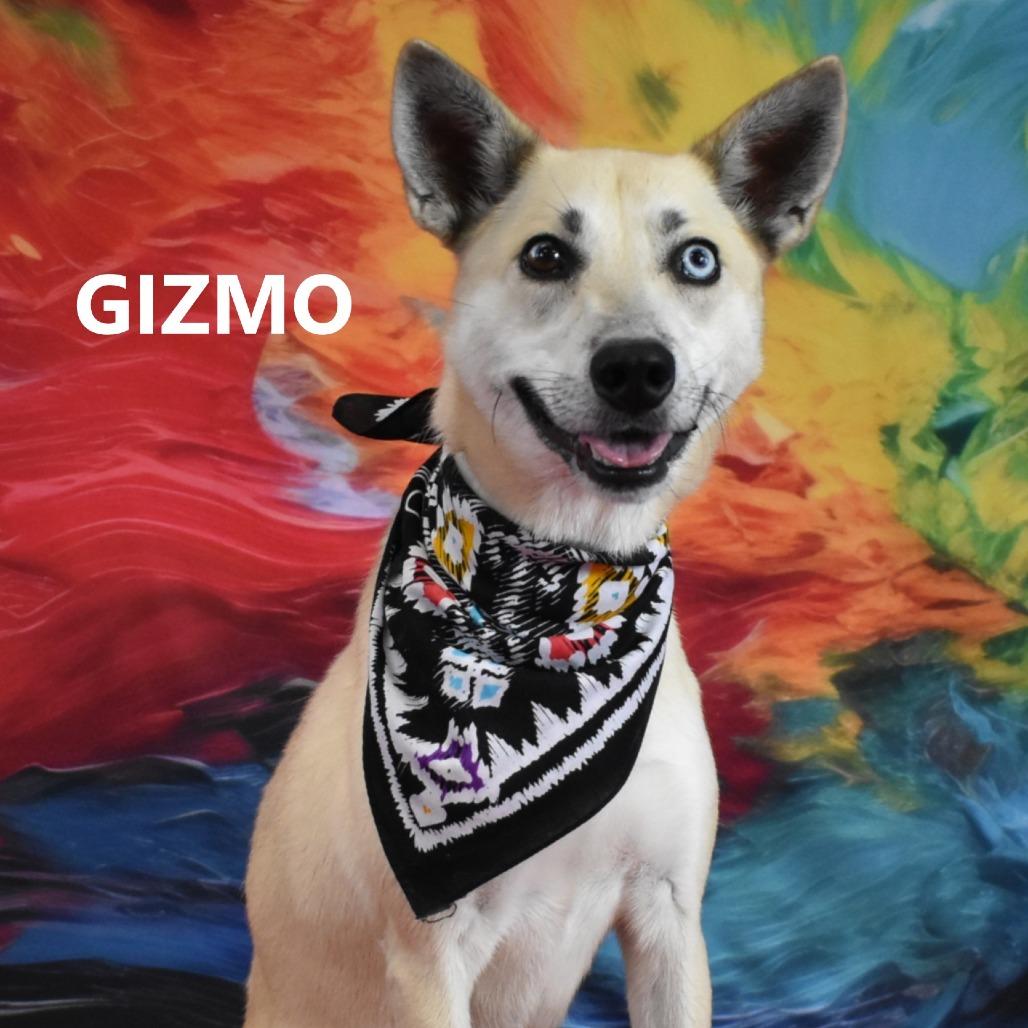 Gizmo, a Adoptable mixed breed in Yuma, AZ image 5/5