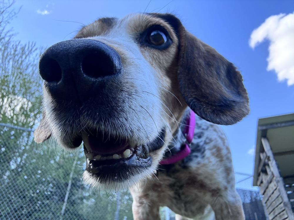Hank, a Adoptable Beagle in Trenton, ME image 1/6
