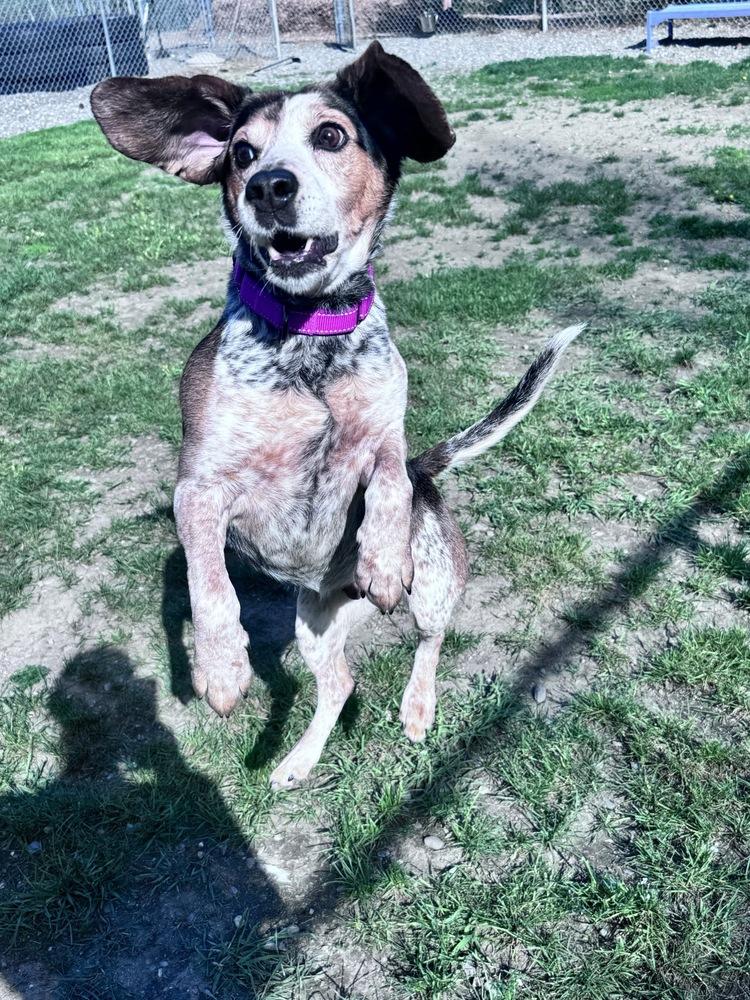 Hank, a Adoptable Beagle in Trenton, ME image 2/6