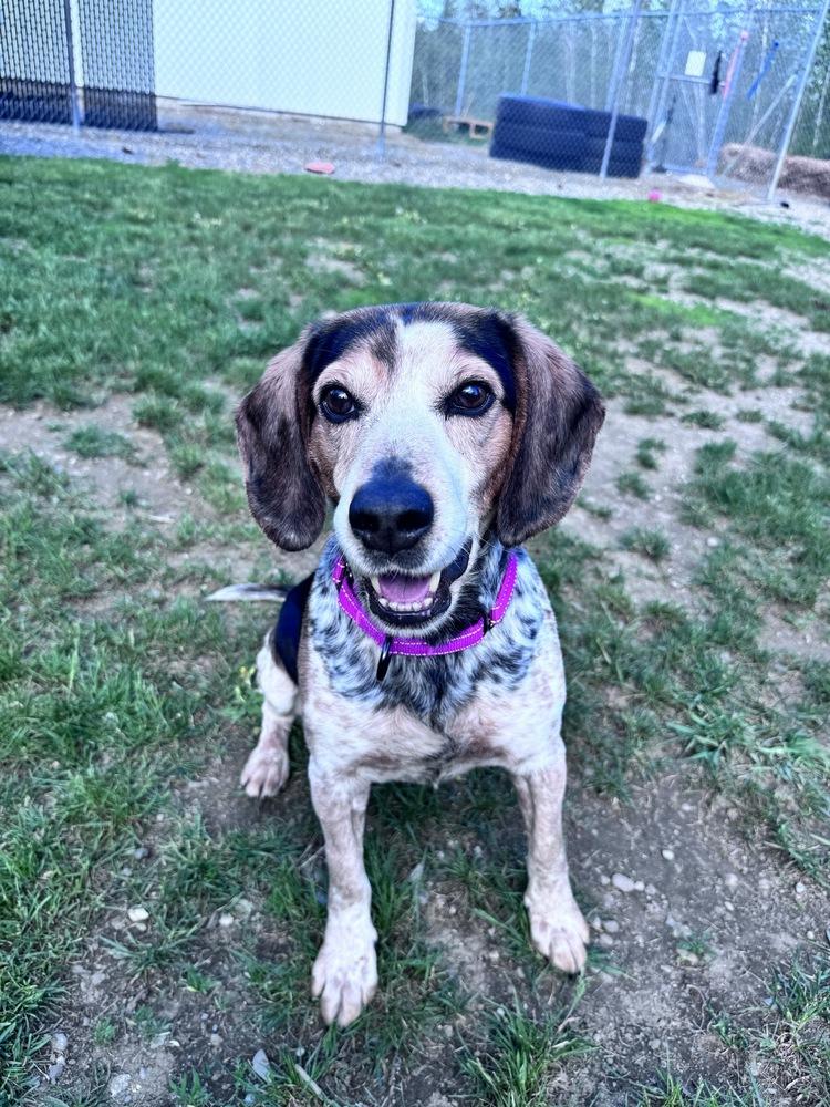 Hank, a Adoptable Beagle in Trenton, ME image 4/6
