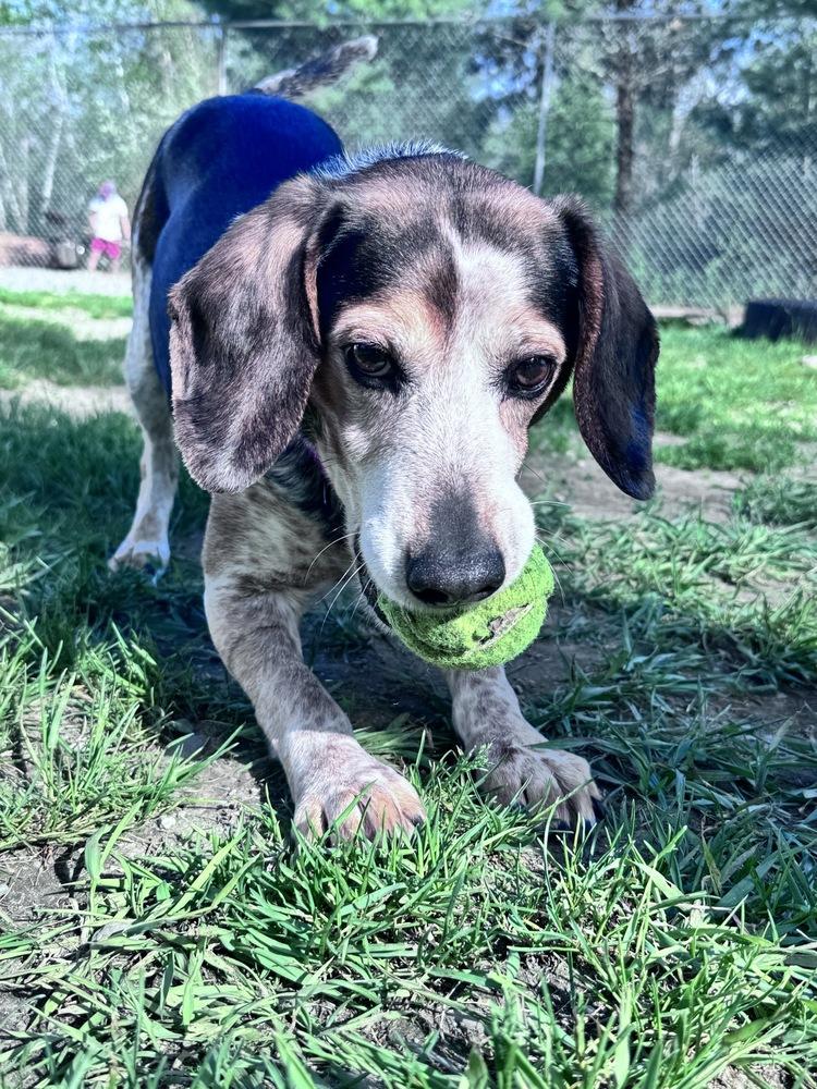Hank, a Adoptable Beagle in Trenton, ME image 6/6