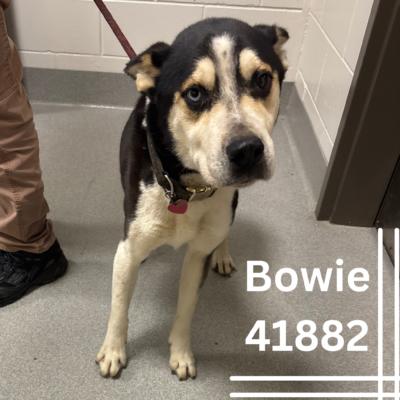 Bowie, an adoptable Husky Mix in Bainbridge, GA_image-1