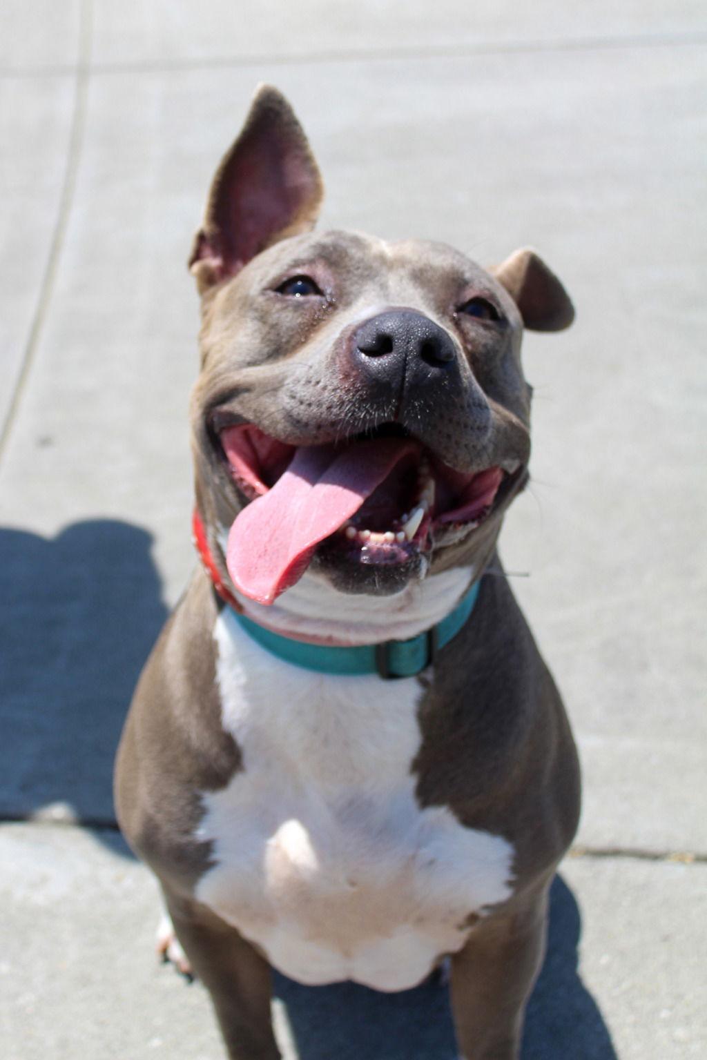 Gracie ID 46174, Adoptable, Adult Female Pit Bull Terrier.