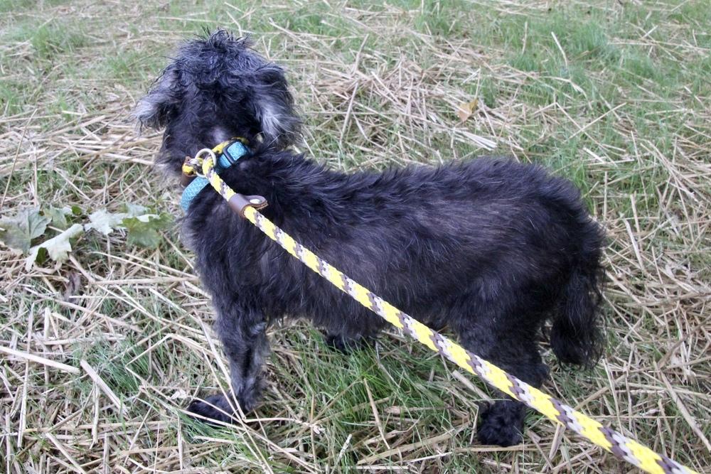 Cupcake, Adoptable, Senior Female Shih Tzu.