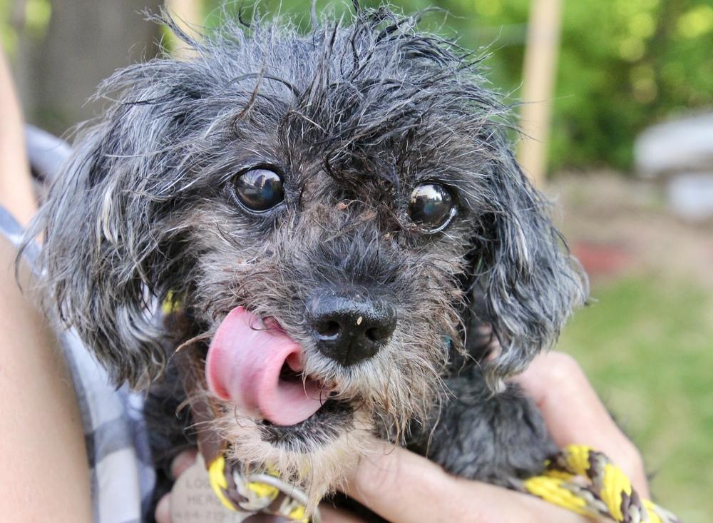 Enlarge Cupcake, a Adoptable mixed breed in East Greenville, PA image 2/6