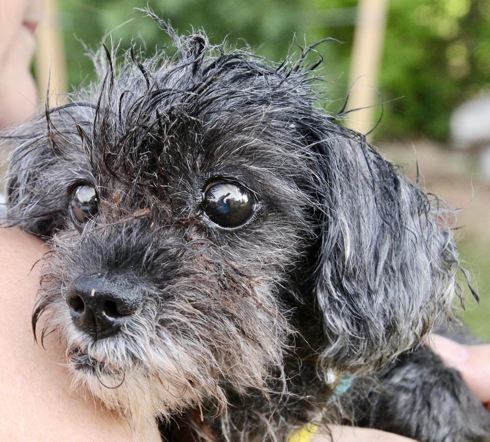 Enlarge Cupcake, a Adoptable mixed breed in East Greenville, PA image 3/6