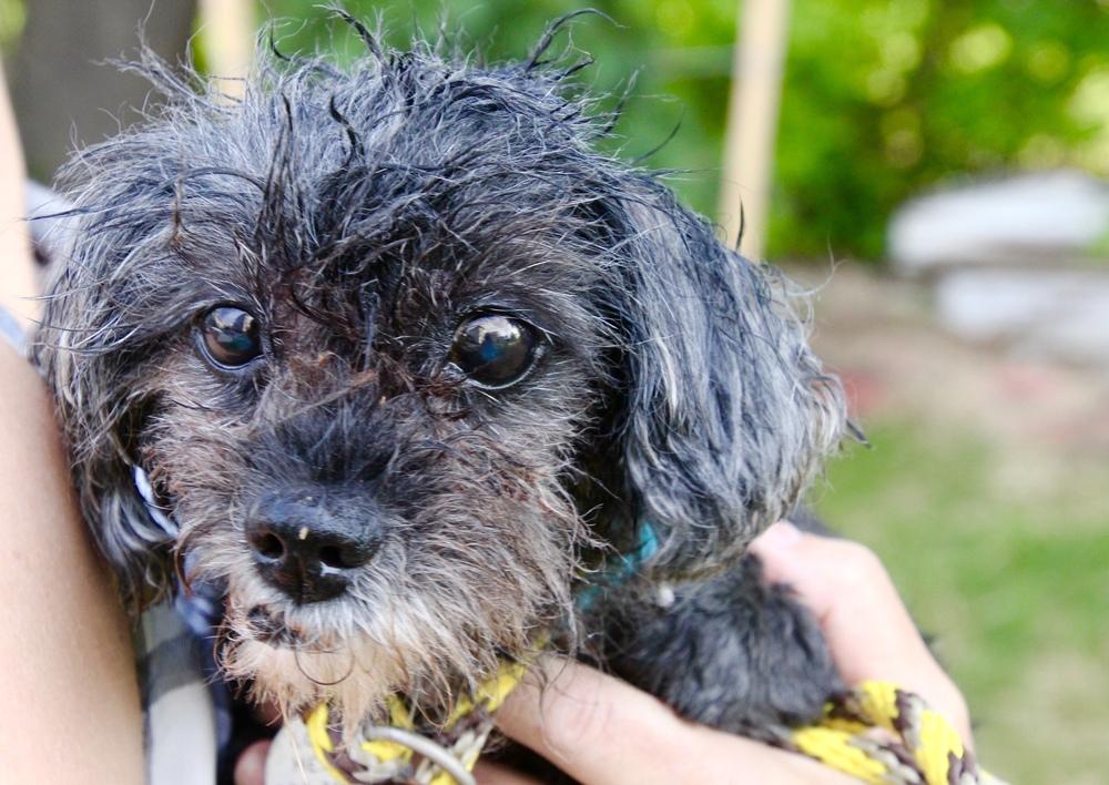 Enlarge Cupcake, a Adoptable mixed breed in East Greenville, PA image 4/6