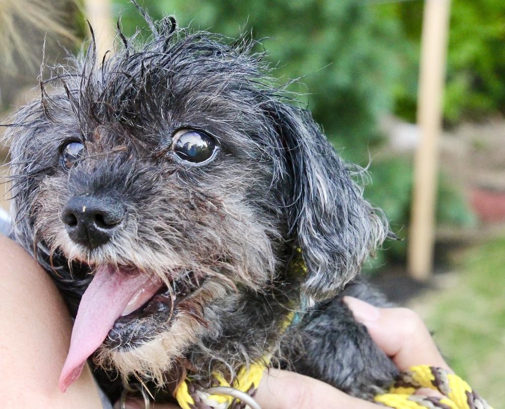 Enlarge Cupcake, a Adoptable mixed breed in East Greenville, PA image 5/6