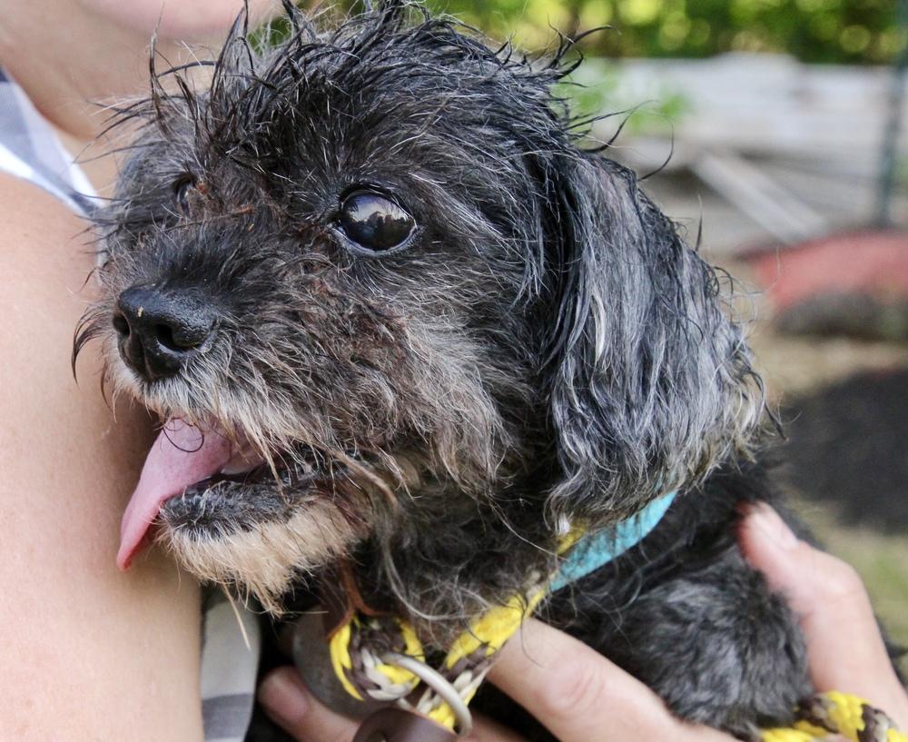 Enlarge Cupcake, a Adoptable mixed breed in East Greenville, PA image 6/6