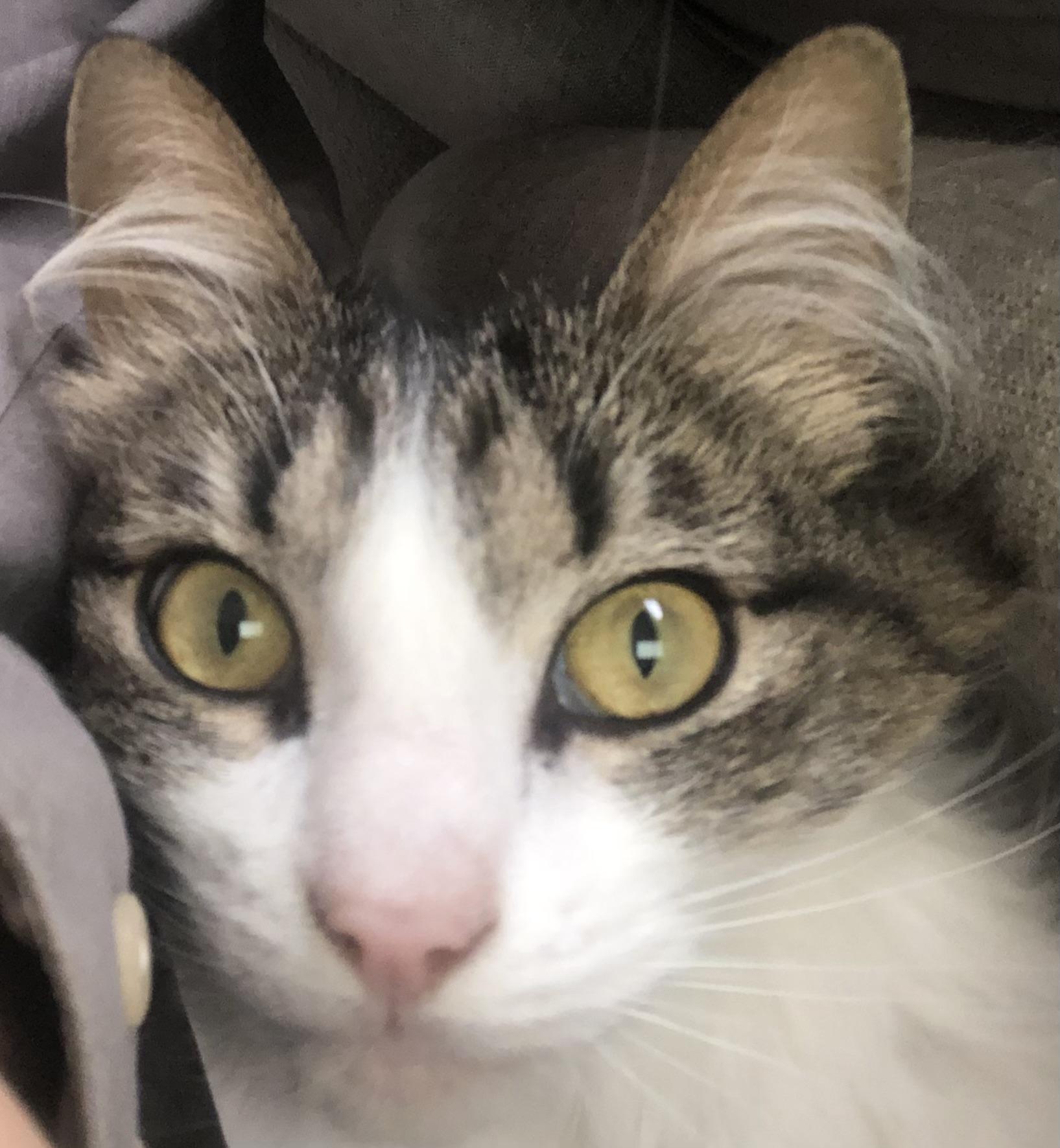 Sneak, Adoptable, Adult Female Domestic Medium Hair.