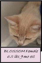 Enlarge BLOSSOM, a Adoptable mixed breed in Ludington, MI image 1/2