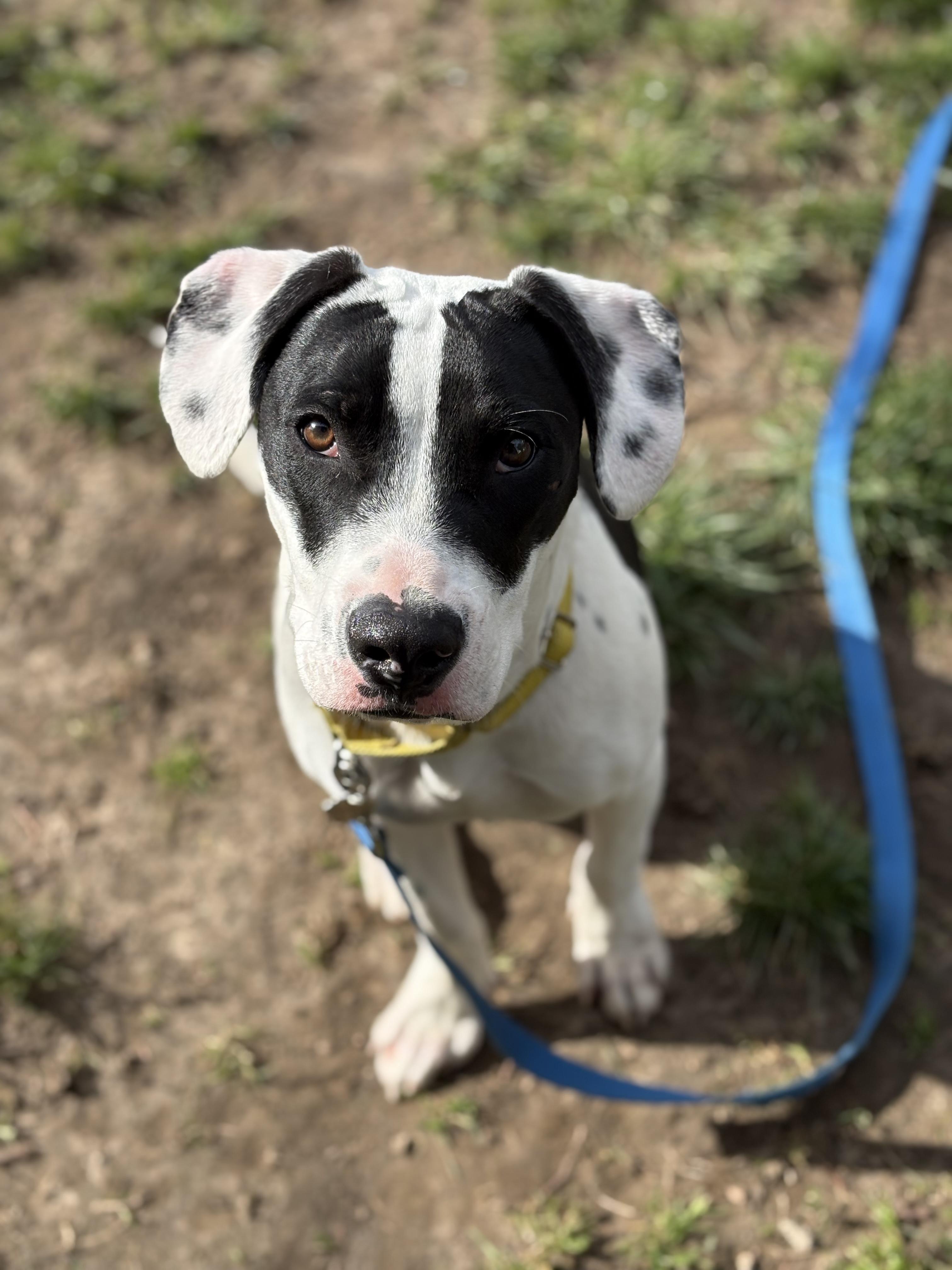 Turbo, an adopted mixed breed in Albion, NY image 6/6