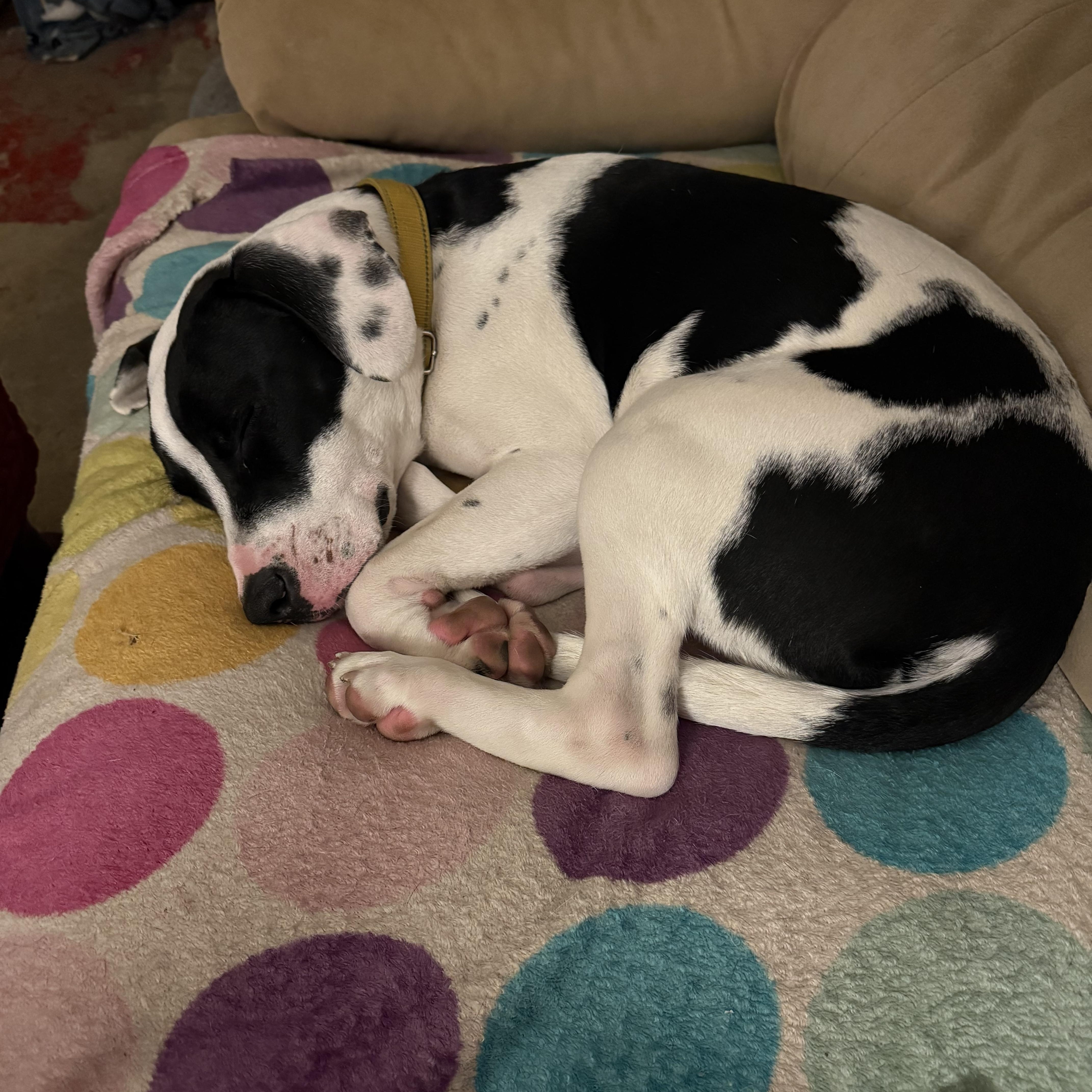 Turbo, an adopted mixed breed in Albion, NY image 3/6