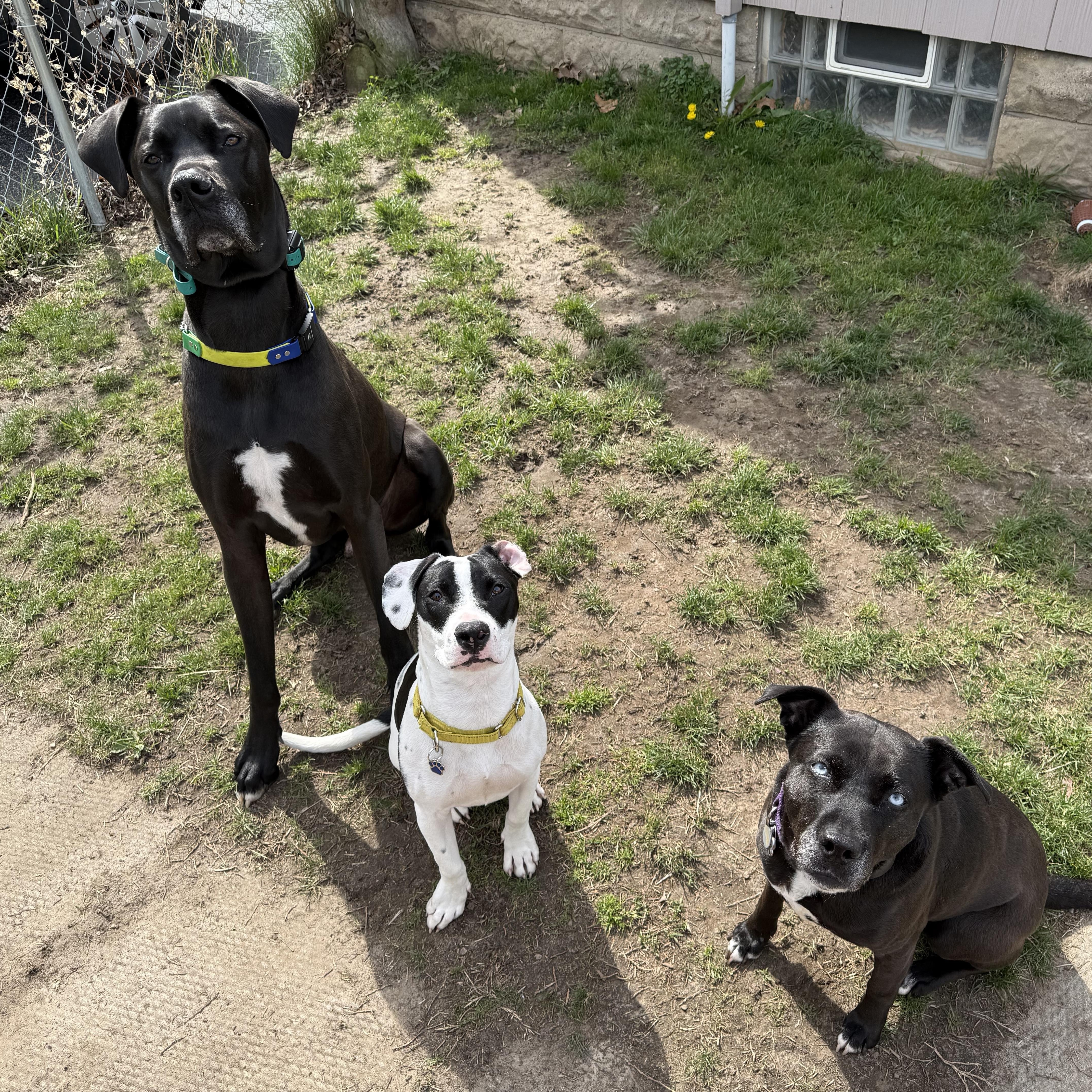 Turbo, an adopted mixed breed in Albion, NY image 4/6