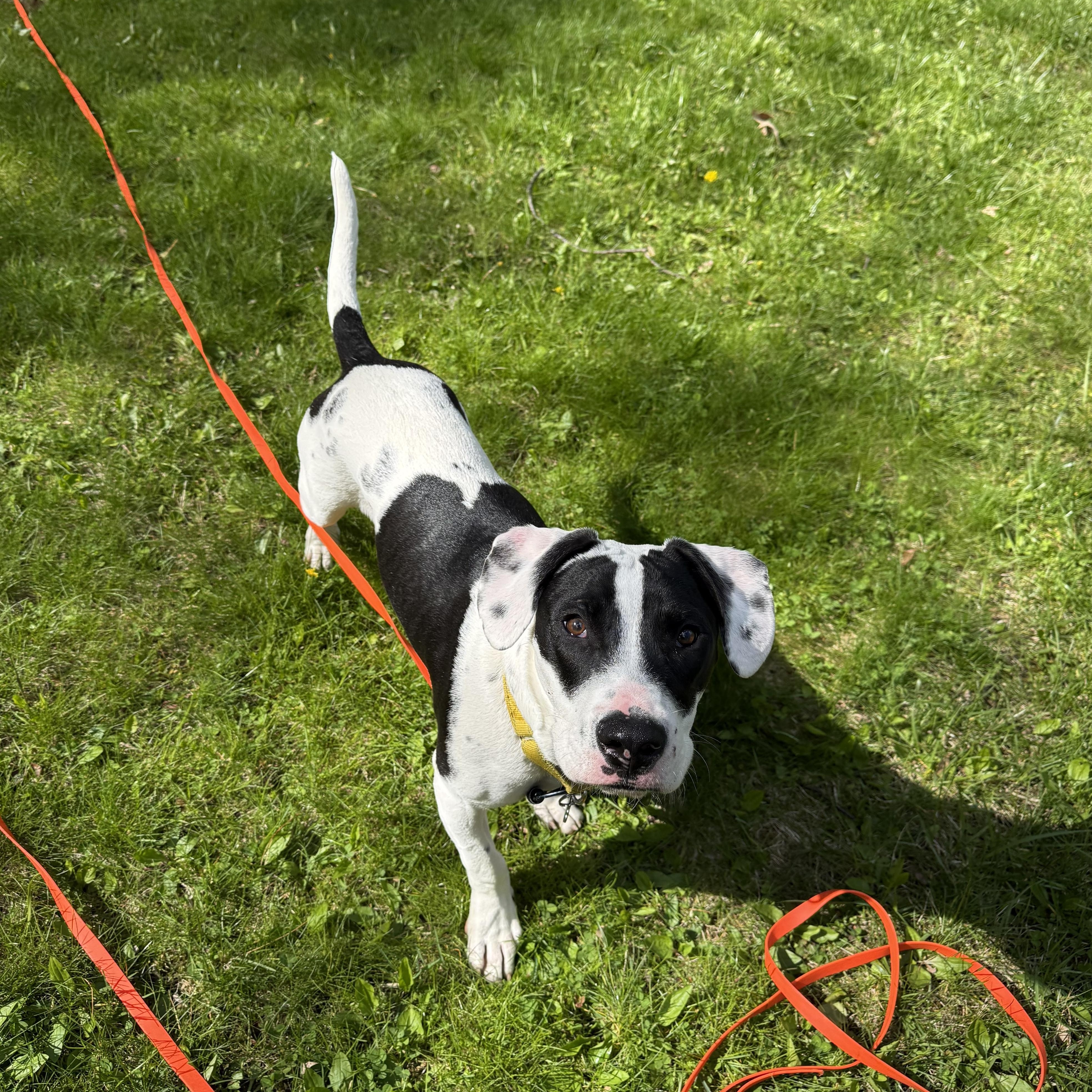 Turbo, an adopted mixed breed in Albion, NY image 2/6