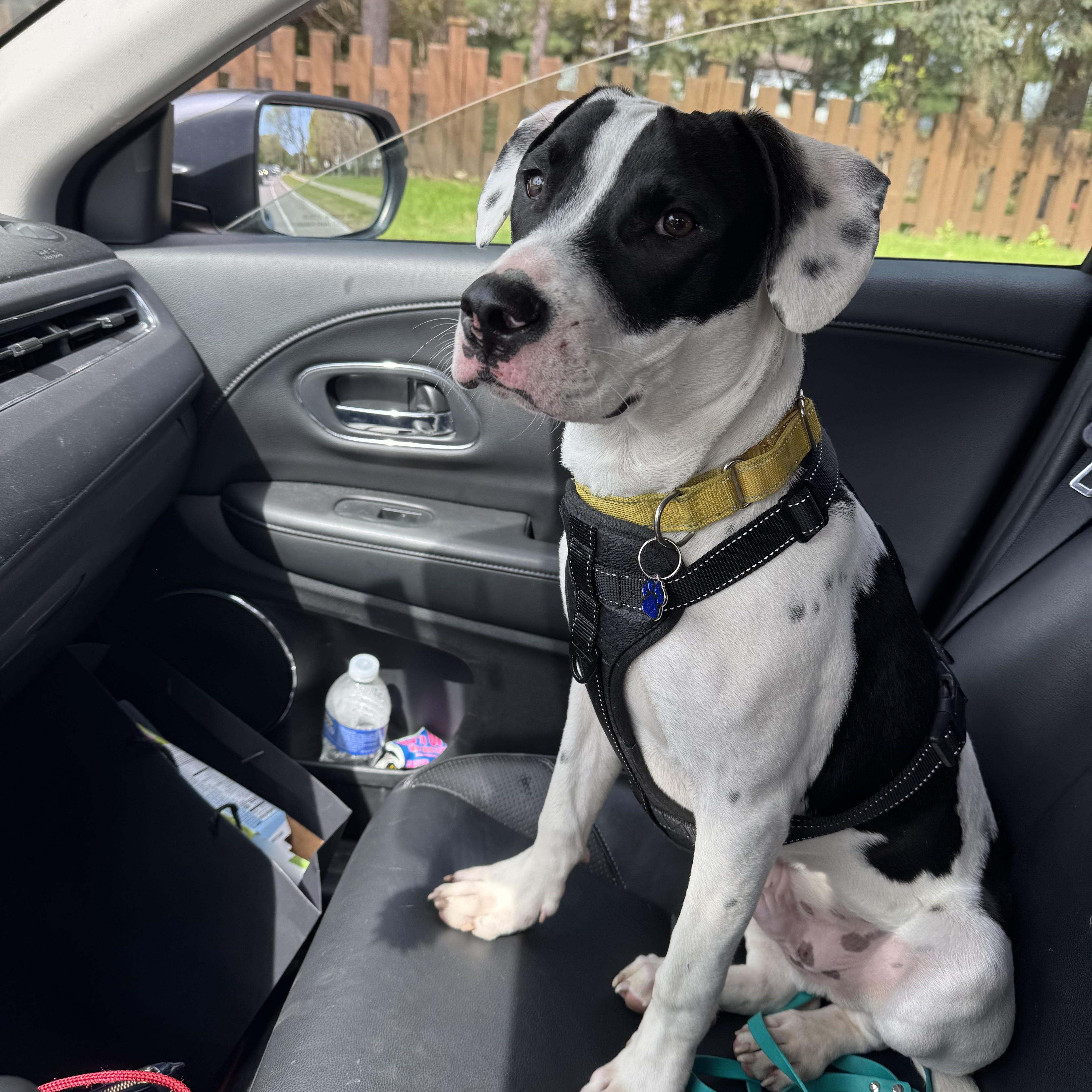 Turbo, adopted, Young Male Terrier.