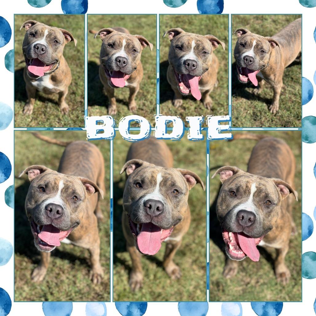 Bodie, Adoptable, Adult Male Pit Bull Terrier & Mixed Breed.