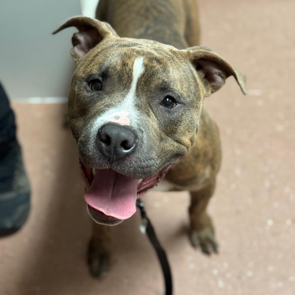 Bodie, a Adoptable mixed breed in Fort Smith, AR image 2/2