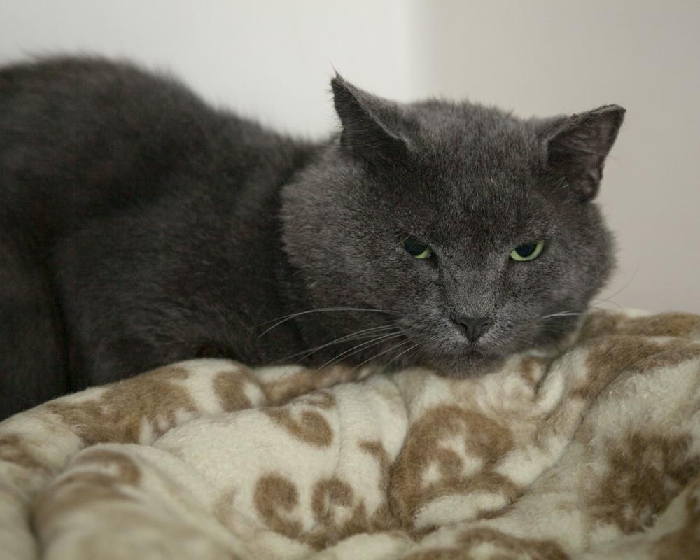 Enlarge Kyle, a Adopted mixed breed in Westfield, WI image 1/1