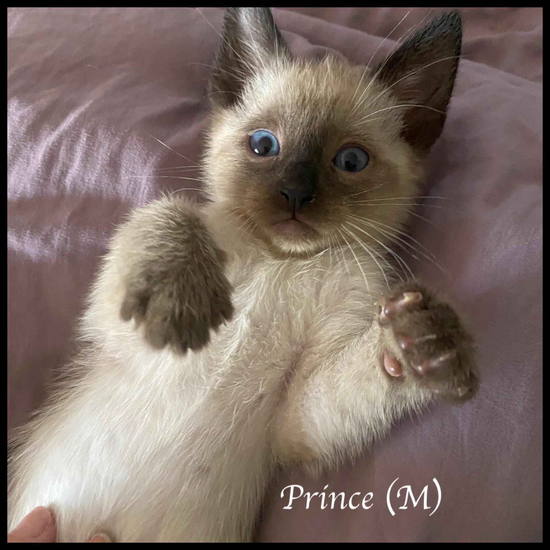 Prince, Adoptable, Kitten Male Siamese.