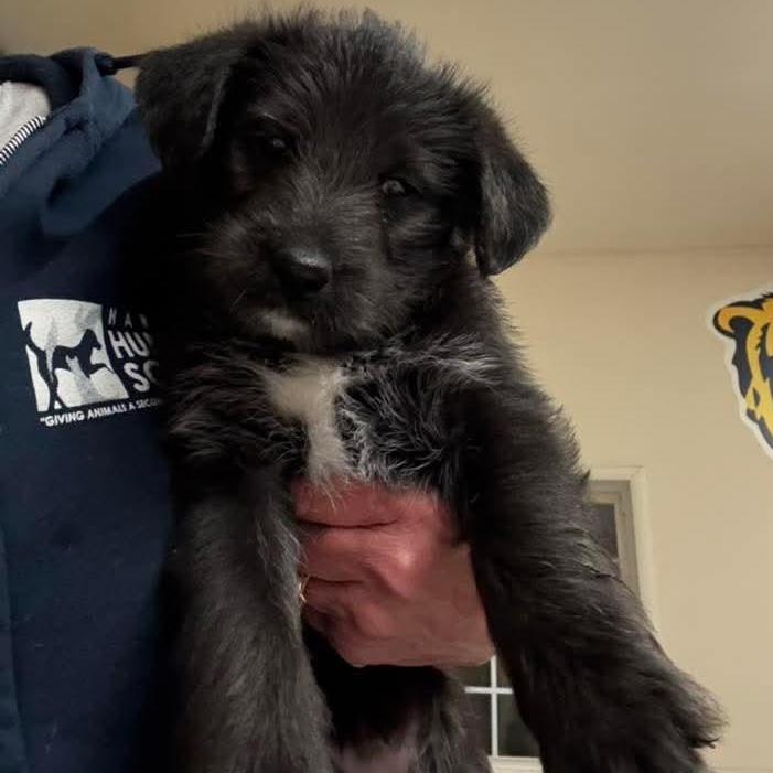 Enlarge Journey , a Adoptable mixed breed in Kentwood, MI image 3/3