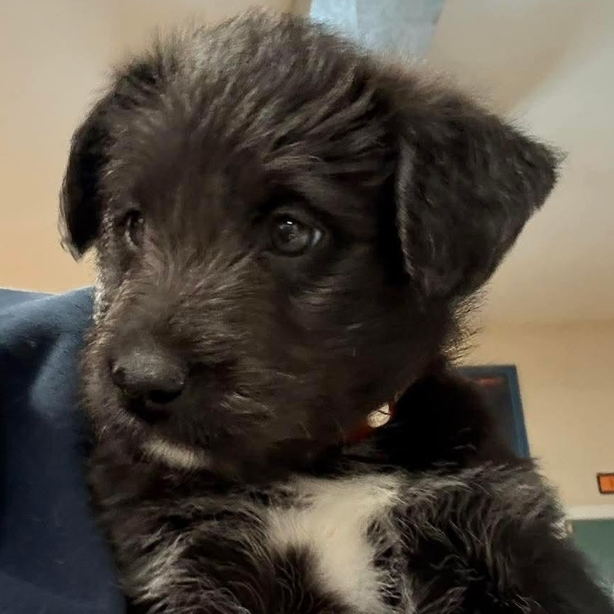 Enlarge Journey , a Adoptable mixed breed in Kentwood, MI image 2/3