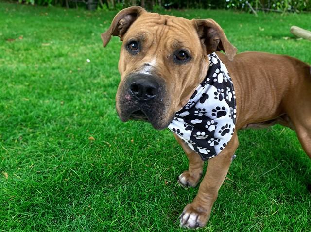 Enlarge BRUCE, a Adoptable mixed breed in Fort Lauderdale, FL image 1/1