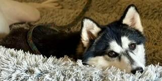 Savannah thumbnail 2