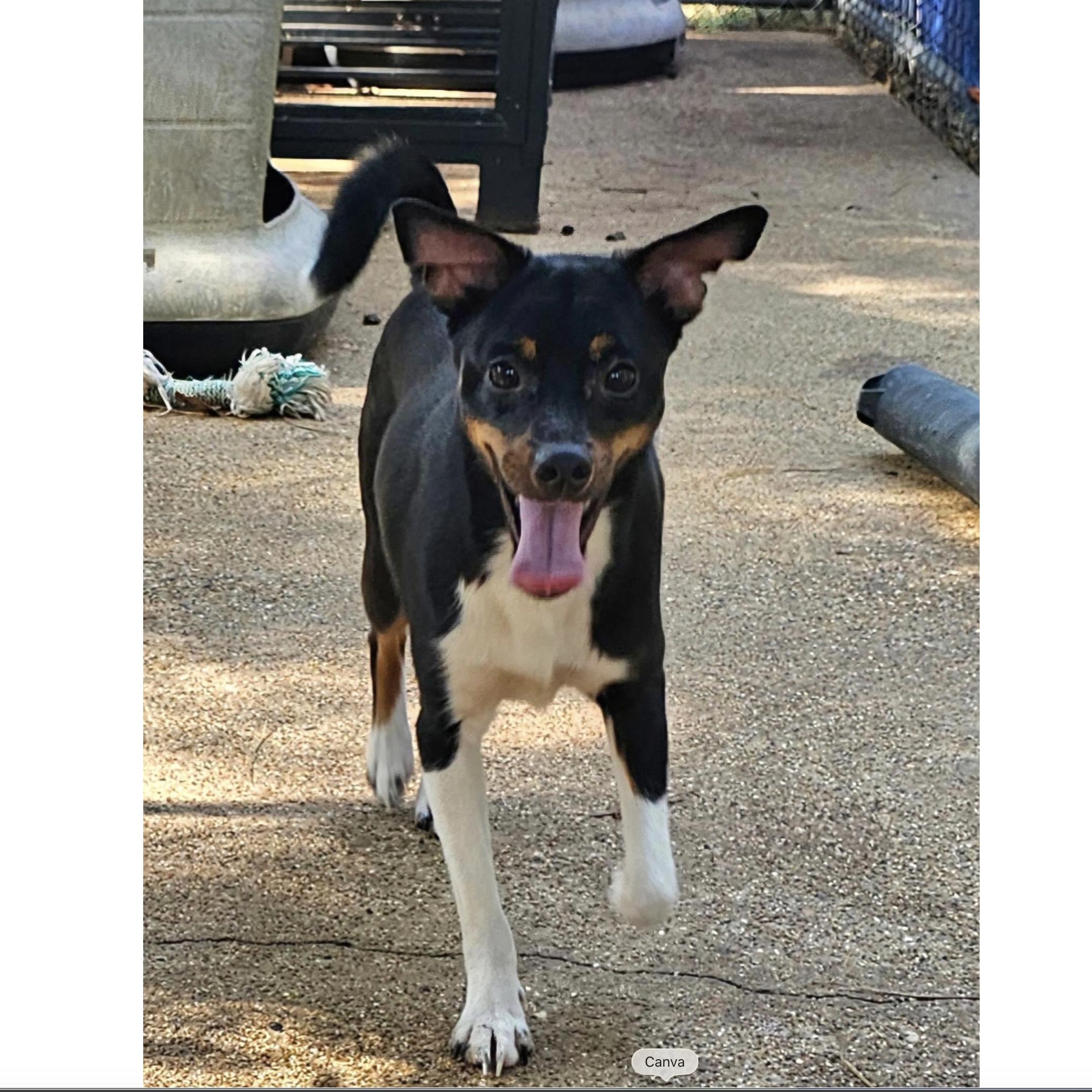 Enlarge Boss, a Adoptable mixed breed in Uxbridge, MA image 1/1