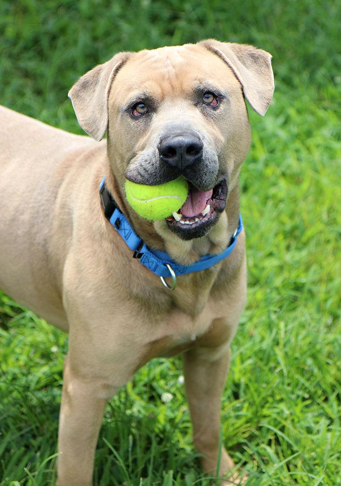 Steven (AO34104), a Adoptable mixed breed in Kansas City, KS image 3/6