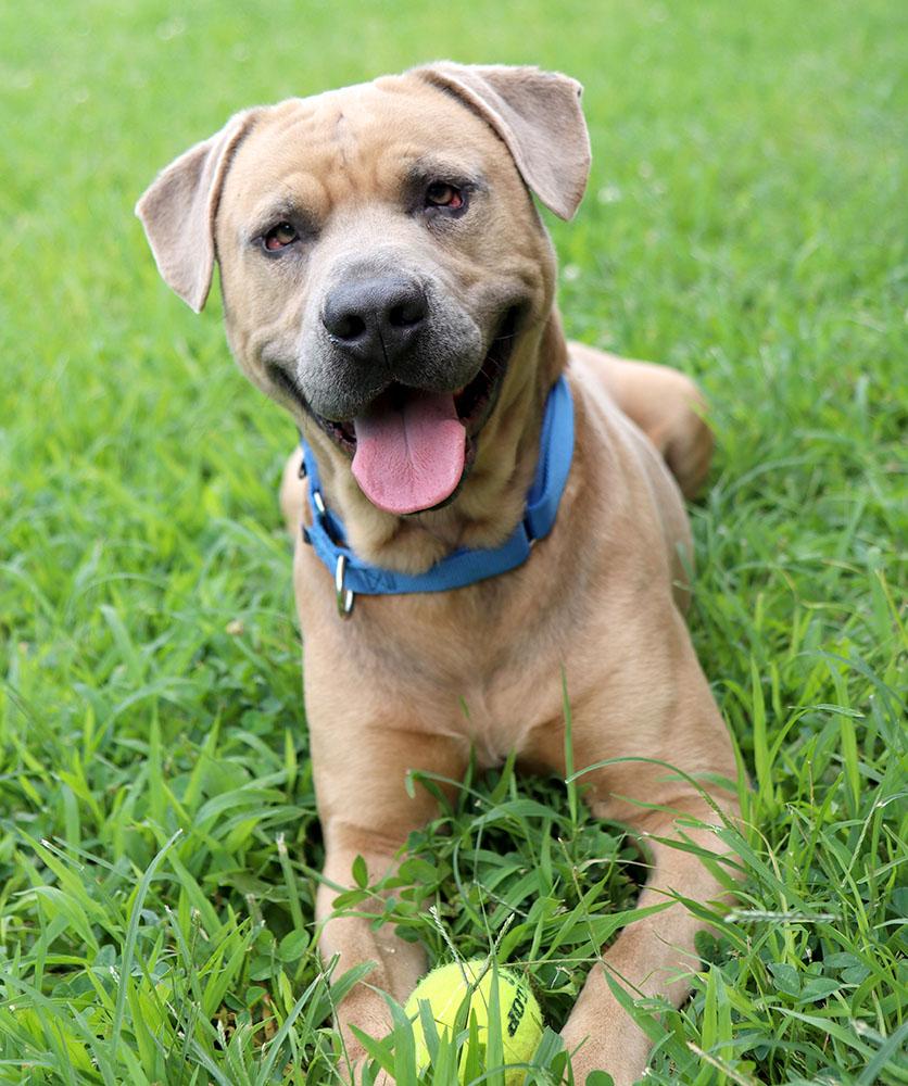 Steven (AO34104), a Adoptable mixed breed in Kansas City, KS image 2/6