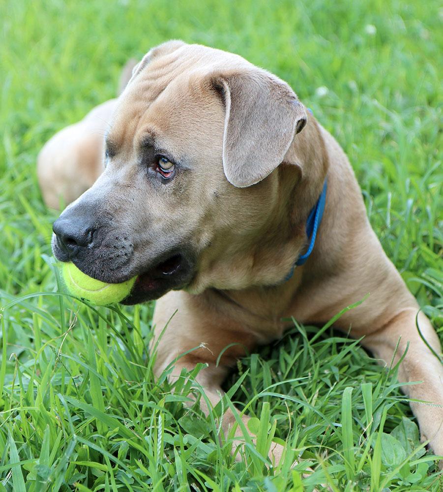 Steven (AO34104), a Adoptable mixed breed in Kansas City, KS image 5/6
