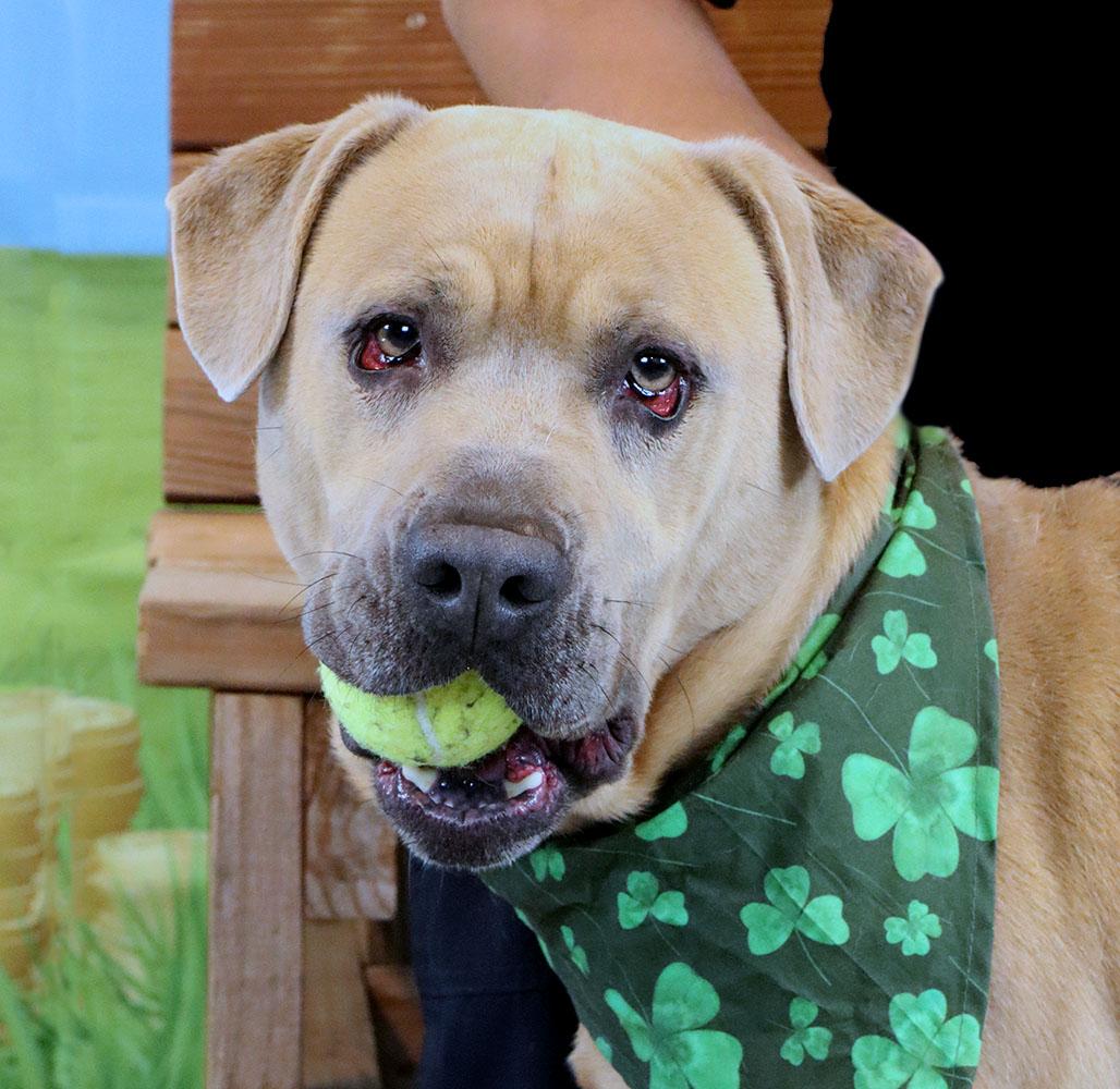 Enlarge Steven (AO34104), a Adoptable mixed breed in Kansas City, KS image 1/6