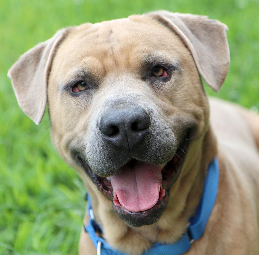 Steven (AO34104), a Adoptable mixed breed in Kansas City, KS image 4/6