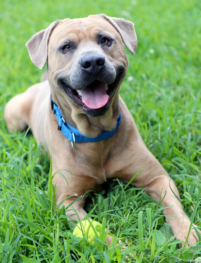 Steven (AO34104), a Adoptable mixed breed in Kansas City, KS image 6/6