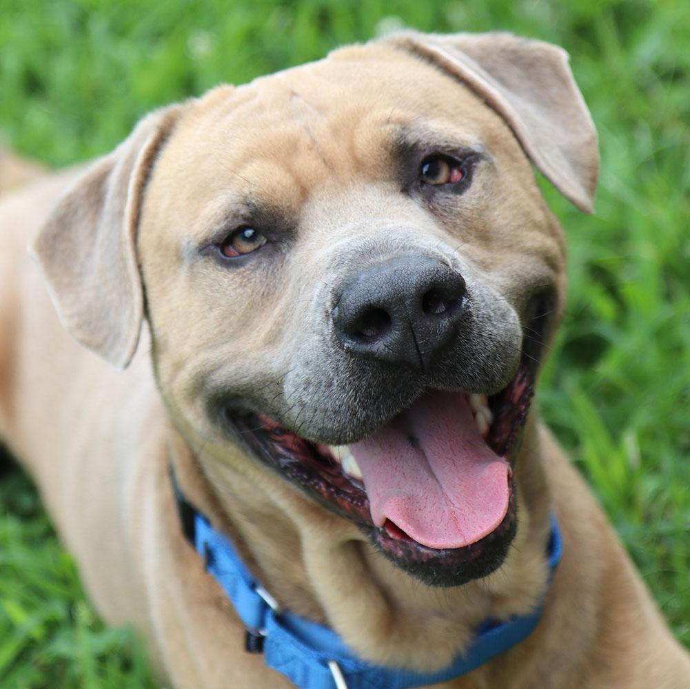 Steven (AO34104), a Adoptable mixed breed in Kansas City, KS image 1/6
