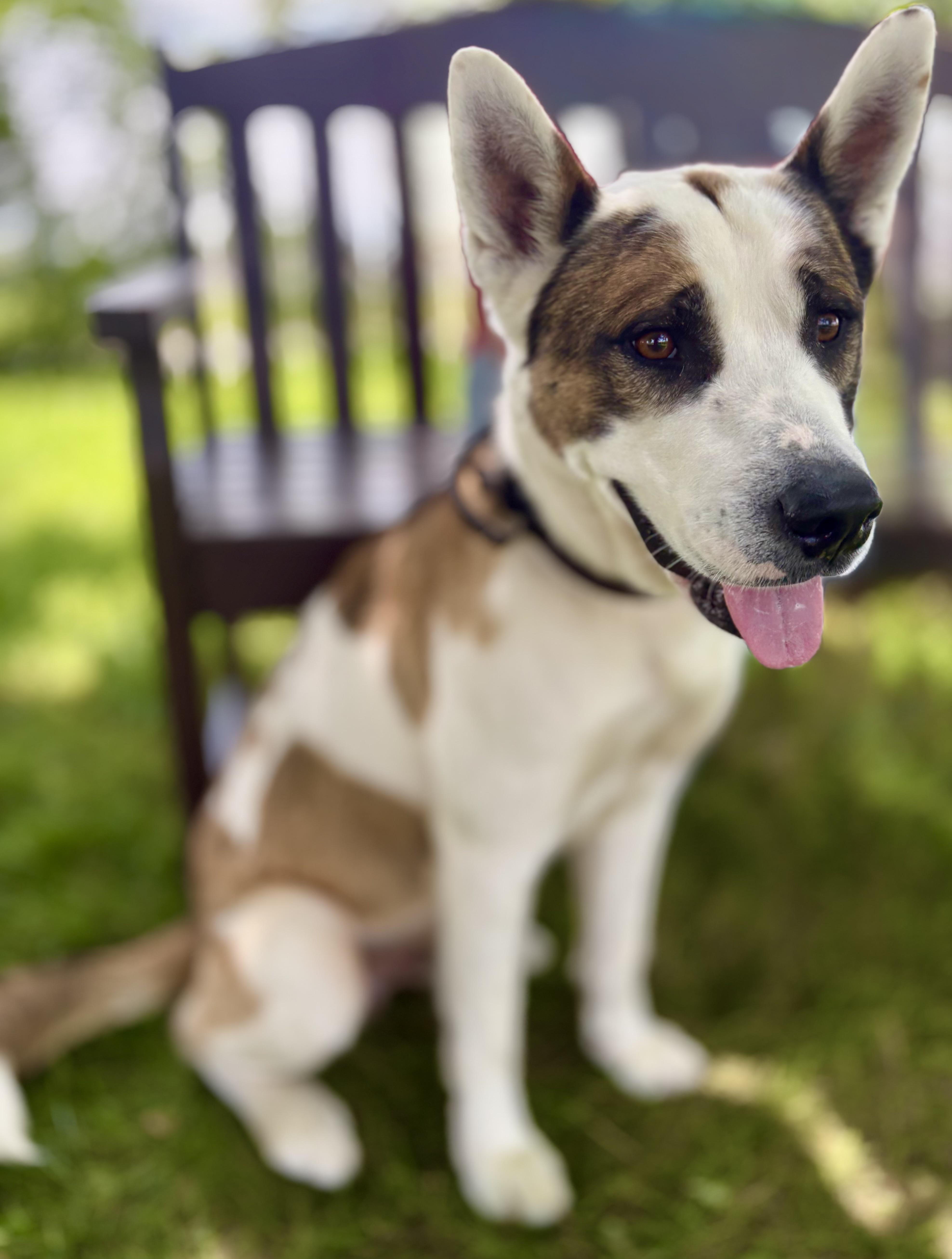 Z, Adoptable, Adult Male Husky.