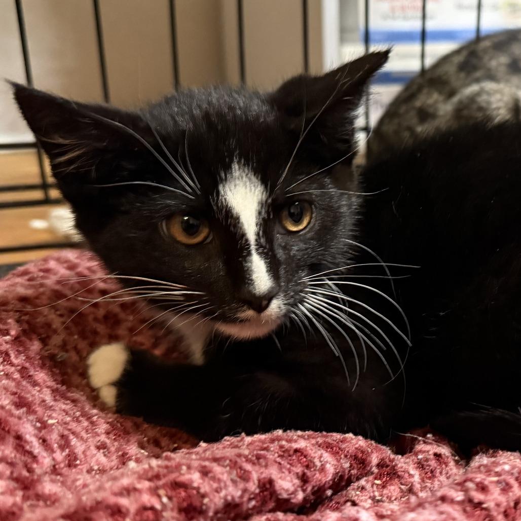 Enlarge Ink, a Adoptable Domestic Short Hair in Oak Hill, WV image 1/1