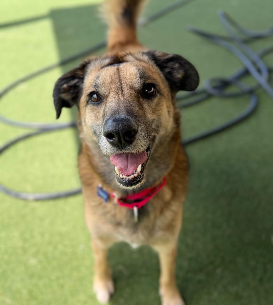 Milan (Queen), Adoptable, Adult Female Labrador Retriever & Shepherd.