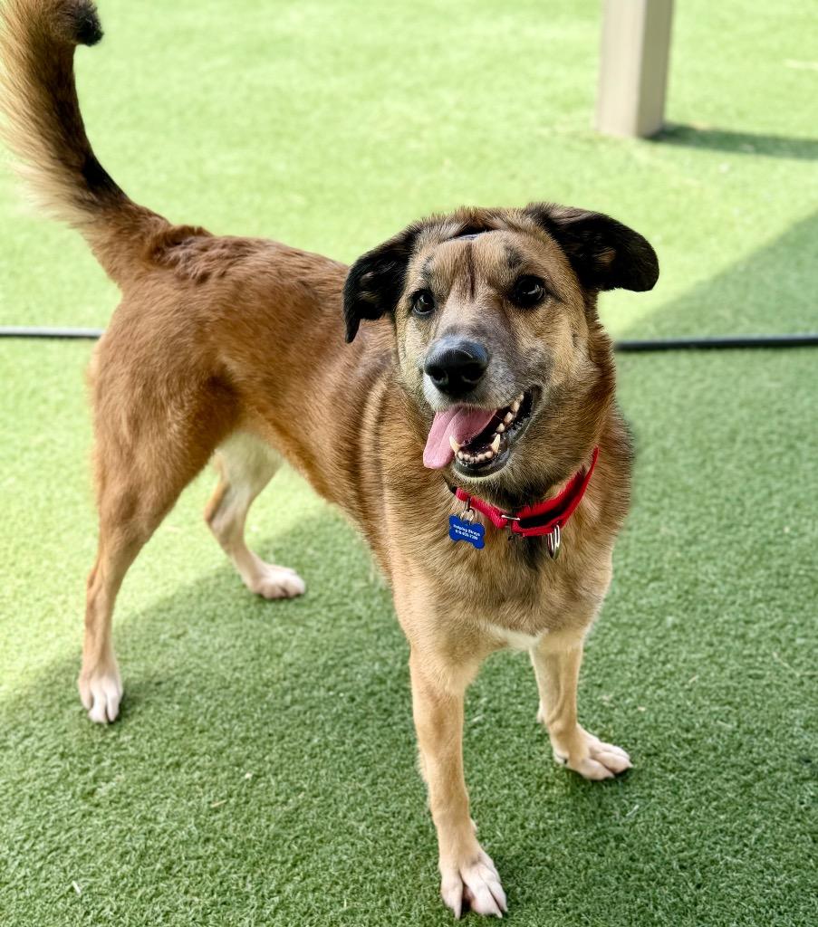 Milan (Queen), a Adoptable mixed breed in Columbia, IL image 2/4