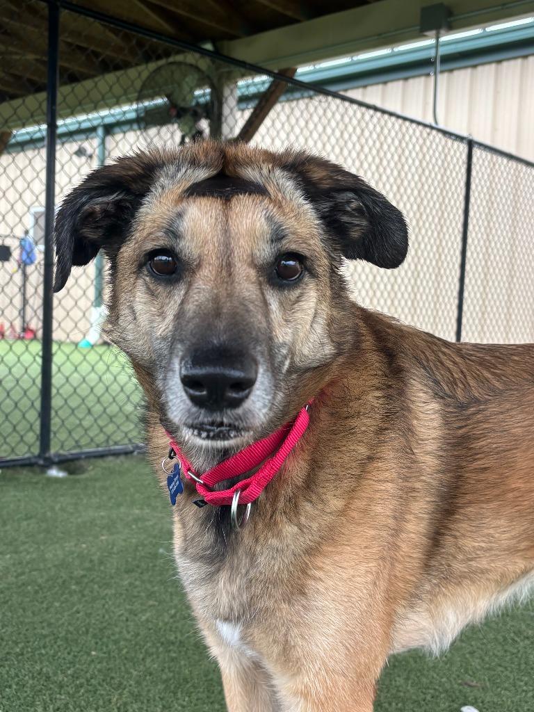 Milan (Queen), a Adoptable mixed breed in Columbia, IL image 3/4