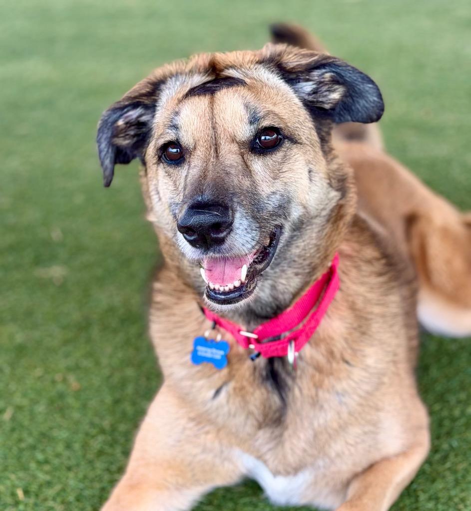 Milan (Queen), a Adoptable mixed breed in Columbia, IL image 4/4